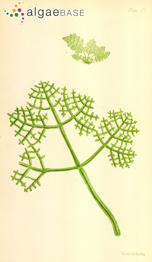 Phyllodictyon anastomosans (Harvey) Kraft & M.J.Wynne