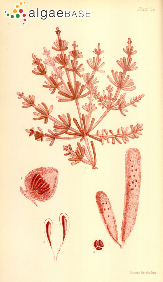 Coeloclonium verticillatum (Harvey) J.Agardh