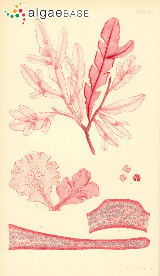 Chauviniella coriifolia (Harvey) Papenfuss