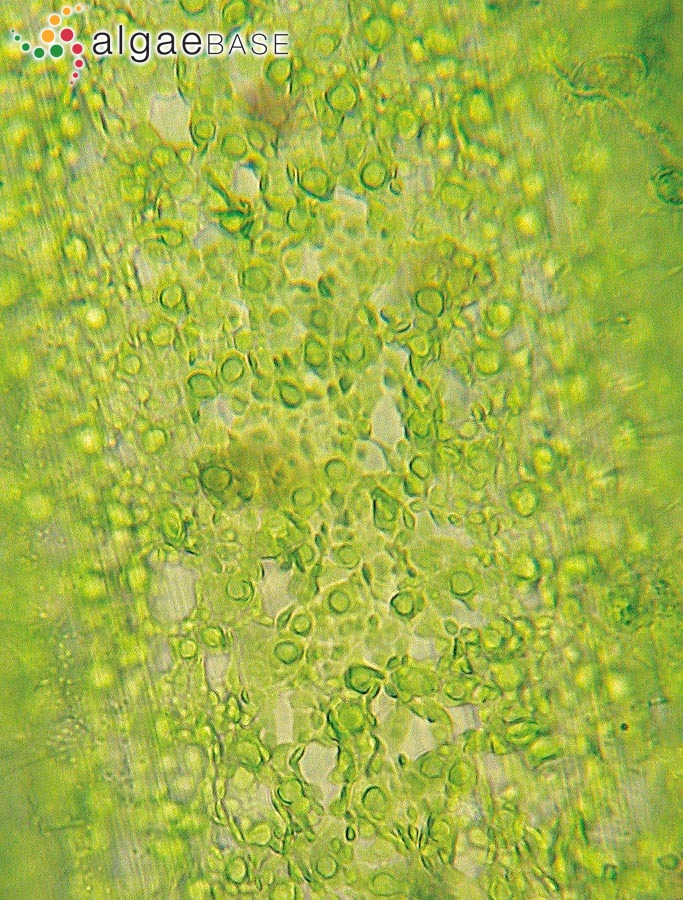 Cladophora laetevirens (Dillwyn) Kützing