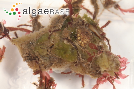 Trachelomonas armata var. sparsigranosa Playfair