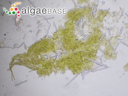 Microspora ficulinae P.J.L.Dangeard