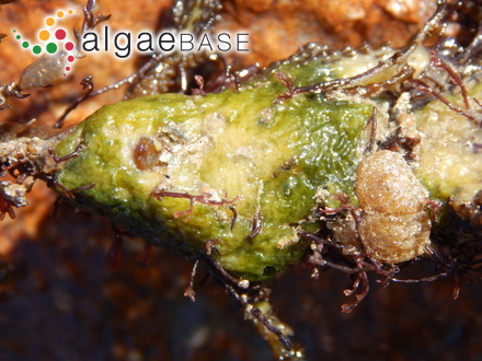 Trachelomonas australis Playfair