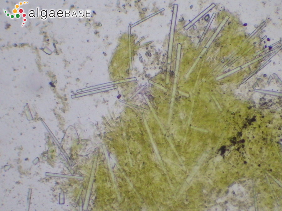 Microspora ficulinae P.J.L.Dangeard