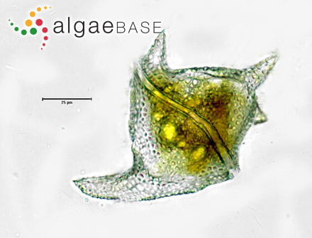 Ceratium cornutum (Ehrenberg) Claparède & J.Lachmann