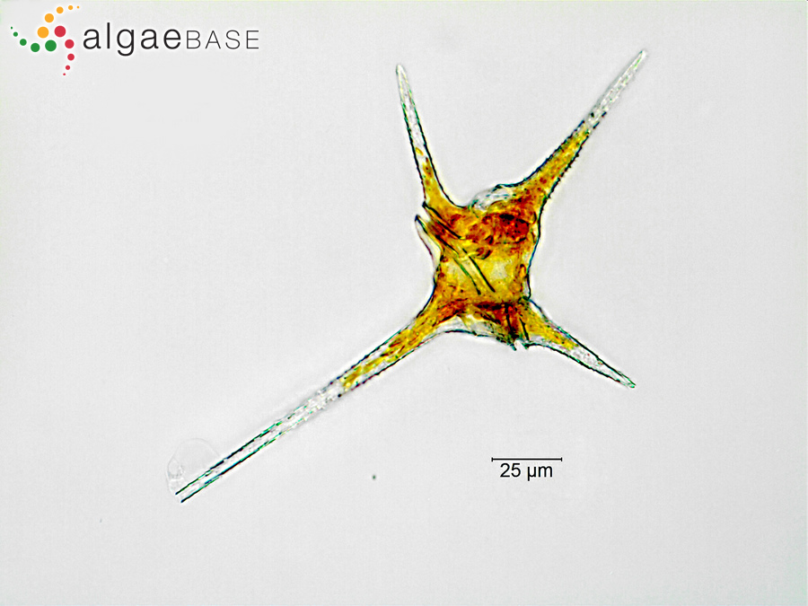 Ceratium hirundinella (O.F.Müller) Dujardin