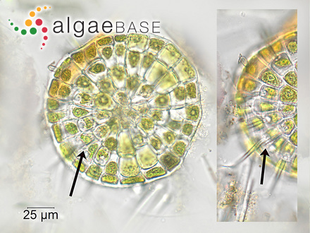 Coleochaete scutata Brébisson