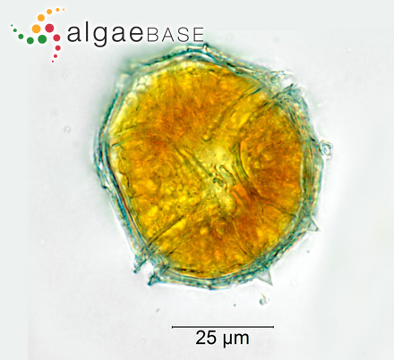 Peridinium bipes F.Stein