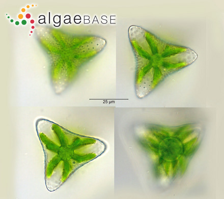 Staurastrum avicula var. lunatum (Ralfs) Coesel & Meesters