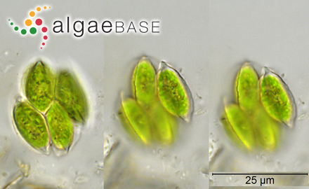 Acutodesmus acutiformis (Schröder) P.M.Tsarenko & D.M.John