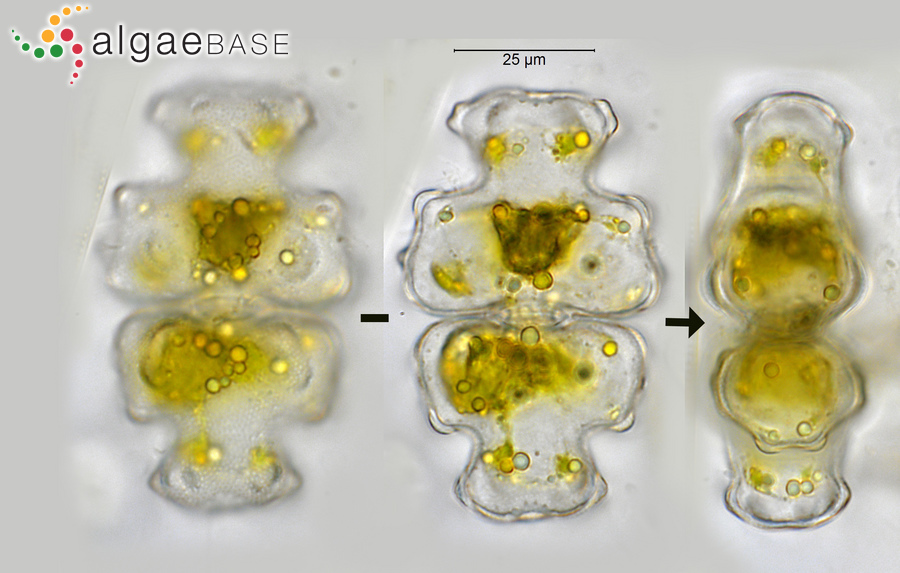 Euastrum pectinatum Brébisson ex Ralfs