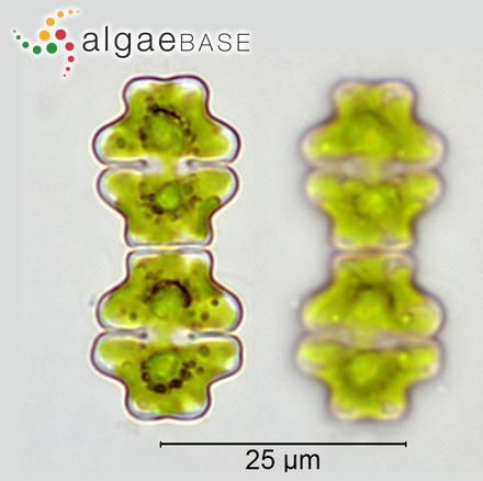 Spondylosium pulchellum (W.Archer) W.Archer