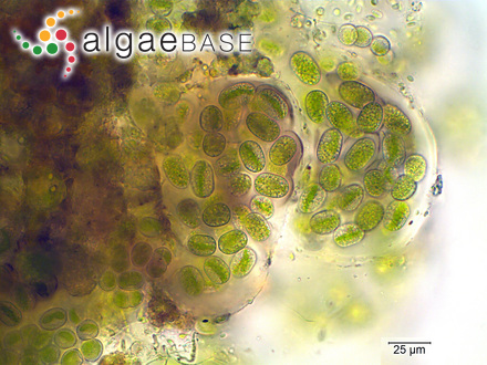 Mesotaenium macrococcum (Kützing) J.Roy & Bisset