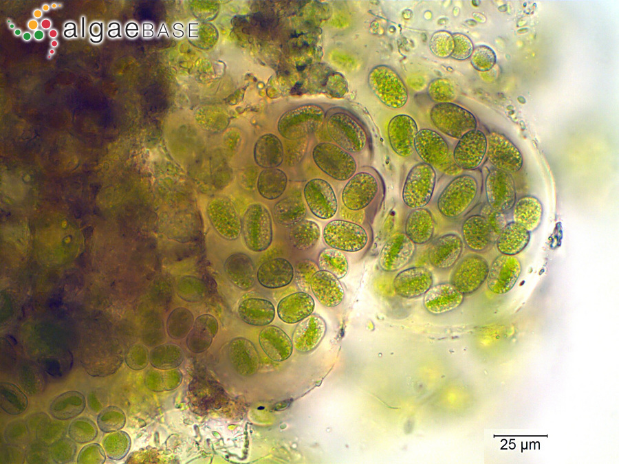 Mesotaenium macrococcum (Kützing) J.Roy & Bisset