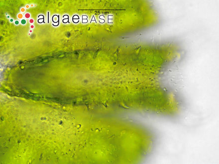 Melobesia minutula f. lacunosa Foslie