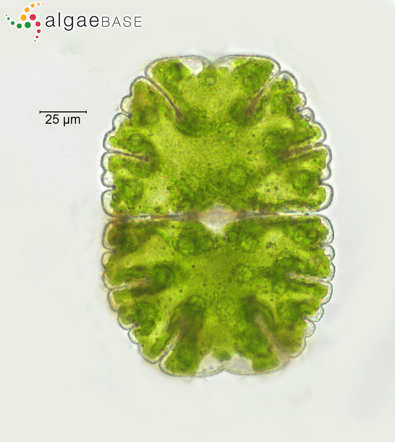 Micrasterias jenneri Ralfs