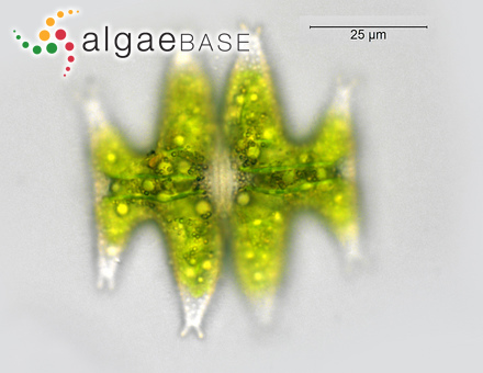 Micrasterias pinnatifida Ralfs