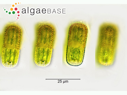 Penium cylindrus Brébisson ex Ralfs