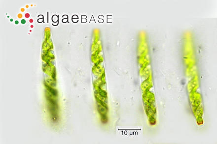 Spirotaenia erythrocephala Itzigsohn