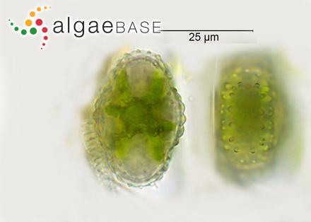 Agarum clathratum Dumortier