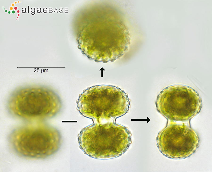 Cosmarium porteanum W.Archer