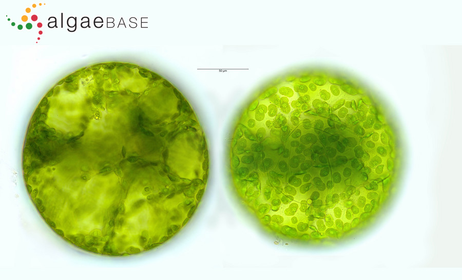 Eremosphaera viridis De Bary