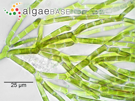 Microthamnion kuetzingianum Nägeli ex Kützing