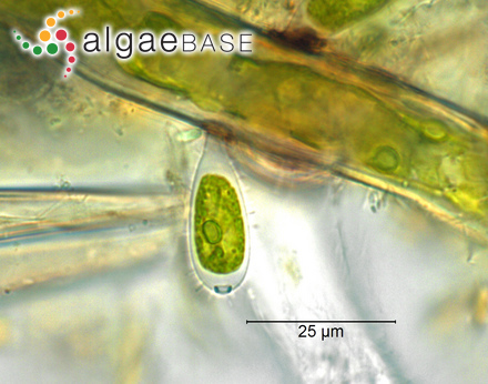 Pseudocharacium obtusum (A.Braun) Petry-Hesse