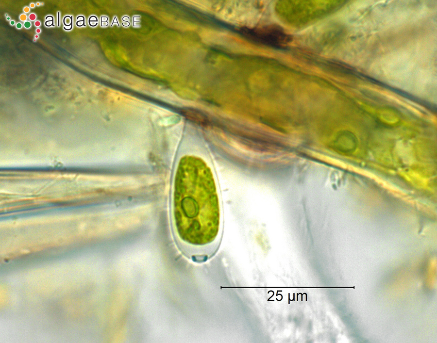 Pseudocharacium obtusum (A.Braun) Petry-Hesse