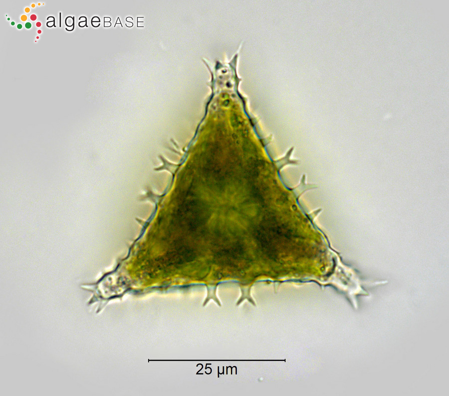 Staurastrum vestitum Ralfs