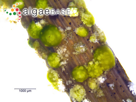 Chaetophora tuberculosa (Roth) C.Agardh