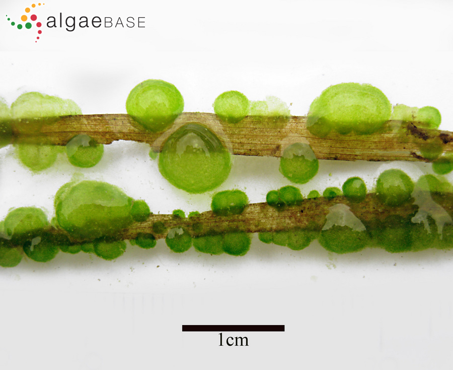 Chaetophora tuberculosa (Roth) C.Agardh