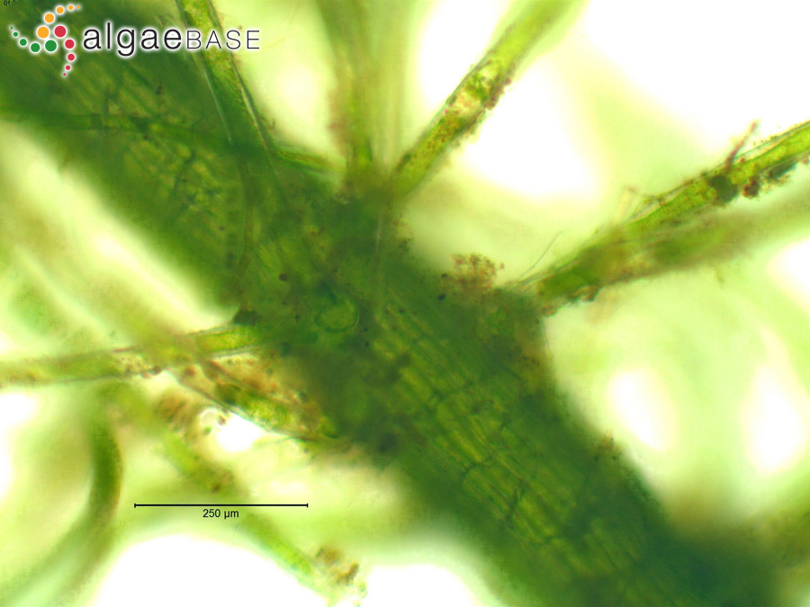 Chara aspera var. nodulifera A.Braun ex Leonhardi