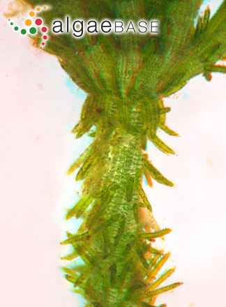 Chara hispida Linnaeus