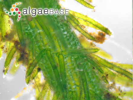 Plocamium minutum Levring