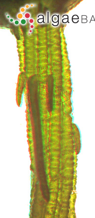Chara vulgaris Linnaeus