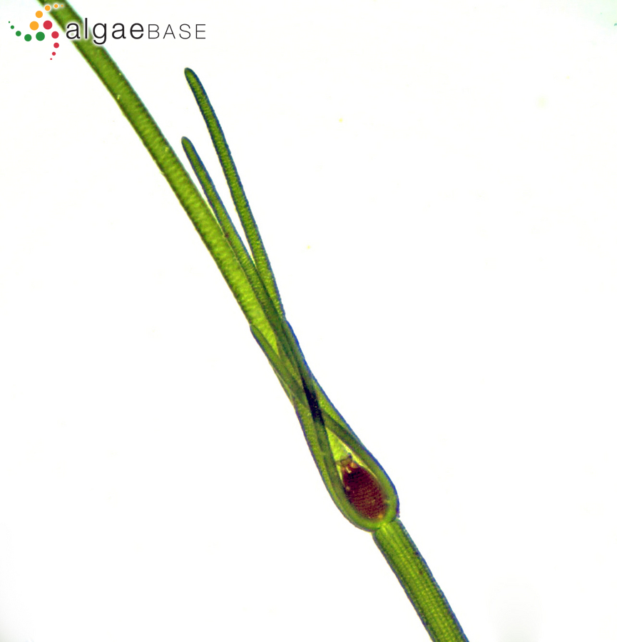 Chara vulgaris var. longibracteata (Kützing) Kützing