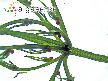 Chara vulgaris var. longibracteata (Kützing) Kützing