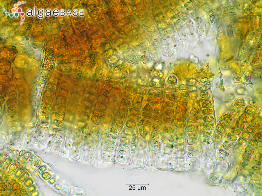 Heribaudiella fluviatilis (Areschoug) Svedelius