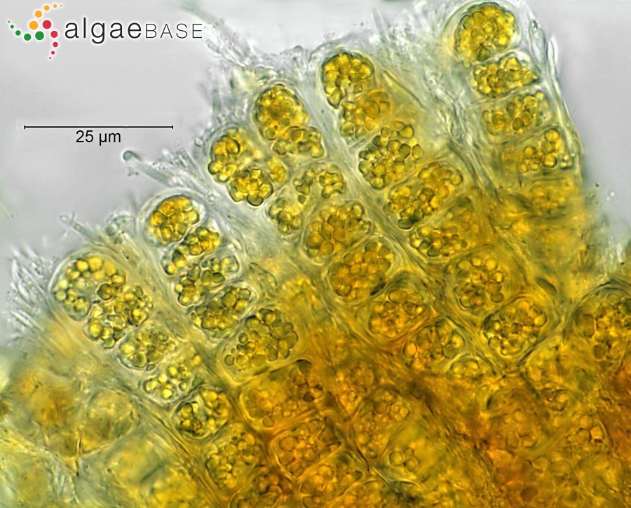 Heribaudiella fluviatilis (Areschoug) Svedelius