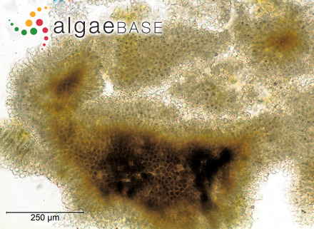 Heribaudiella fluviatilis (Areschoug) Svedelius