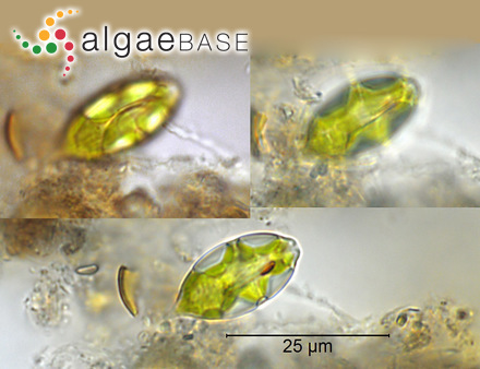 Lepocinclis steinii (Lemmermann) Lemmermann