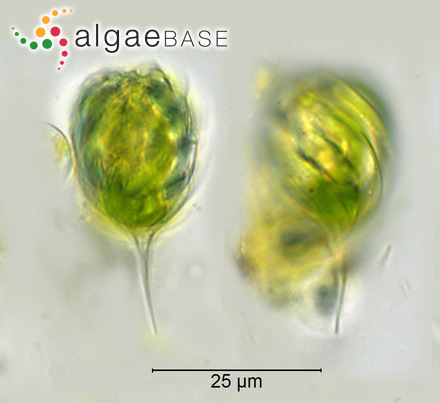 Monomorphina pyrum (Ehrenberg) Mereschkowsky