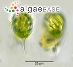 Monomorphina pyrum (Ehrenberg) Mereschkowsky
