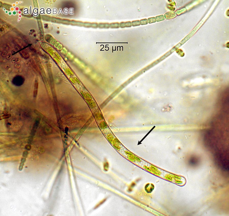 Ophiocytium majus Nägeli