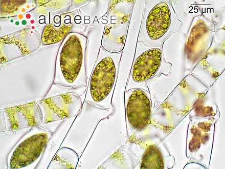 Spirogyra communis (Hassall) Kützing