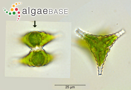Staurastrum crenulatum (Nägeli) Delponte