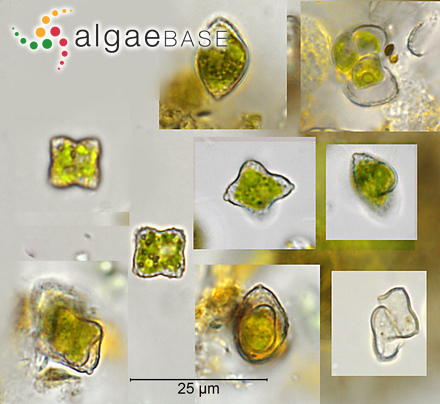 Tetraëdron minimum (A.Braun) Hansgirg