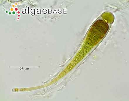 Calothrix parietina Thuret ex Bornet & Flahault