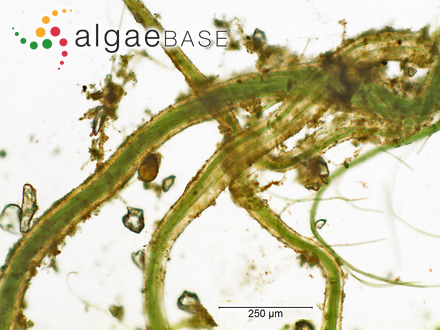 Microcoleus vaginatus Gomont